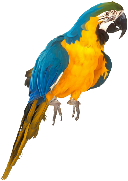 Oiseaux,birds Parrots, Clip Art, Birds, Parrot, Illustrations, - Parrot Psd (551x800)