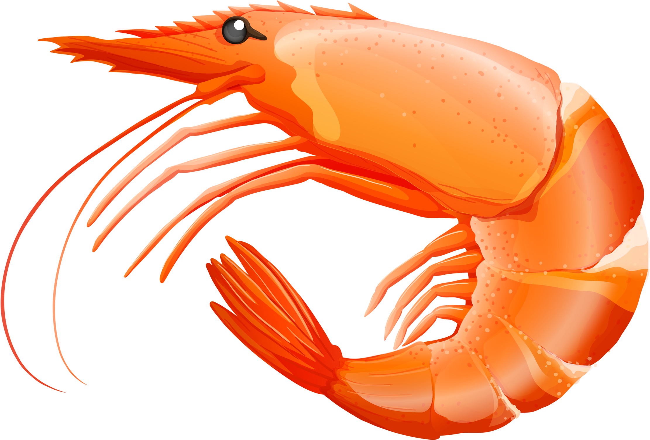 Яндекс - Фотки - Shrimp Clipart (2560x1539)