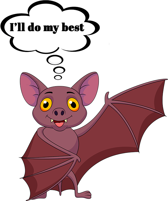 Bat Facts Experts Of Maine Midcoast Wildlife Ⓒ - Bat Questions (578x692)