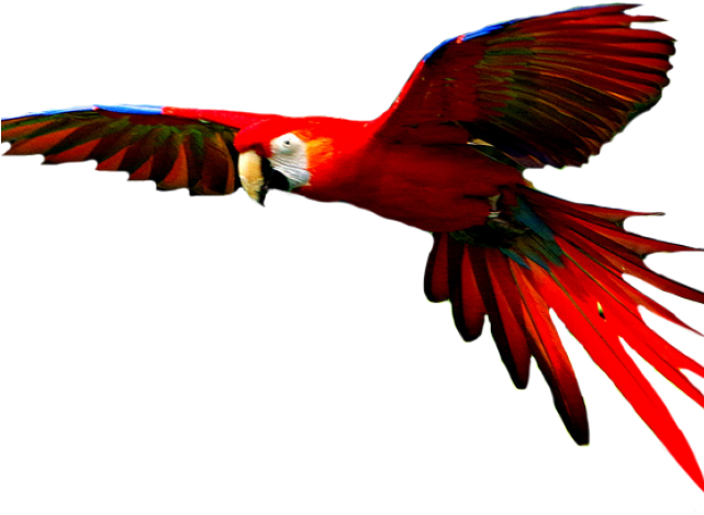 Macaw Png Transparent Images - Colorful Bird Flying Png (640x480)