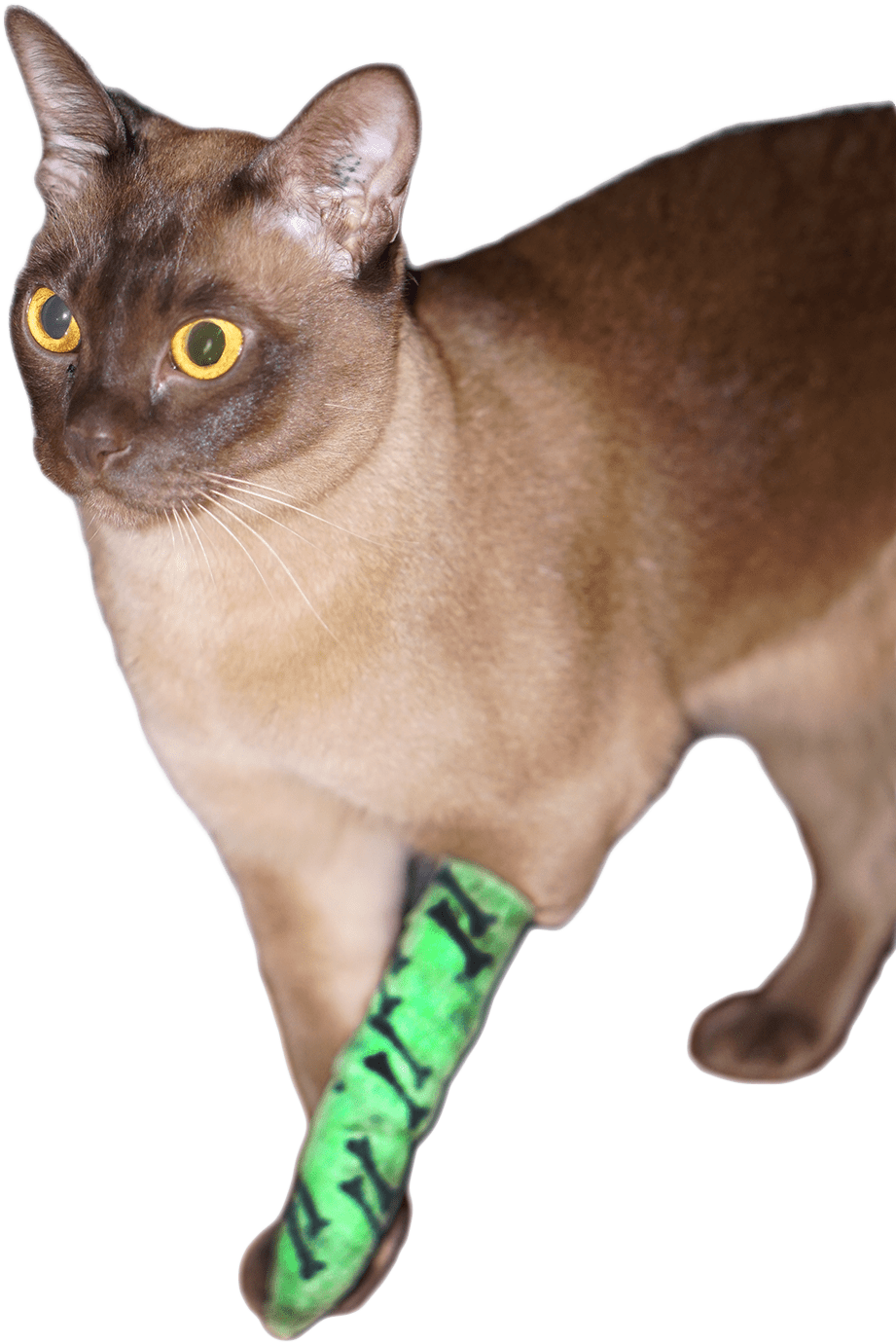 Loki Bandage 1 Web Transparent - Burmese (1000x1442)