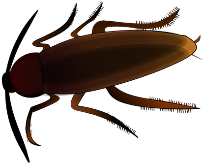 Insect, Creepy, Cockroach, Scrape - Kakerlake Png (473x340)