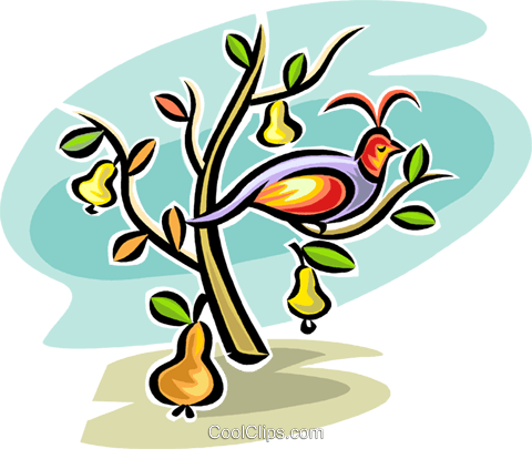 Rebhuhn In Einem Birnbaum Vektor Clipart Bild -vc065299 - Partridge In A Pear Tree Clipart (480x405)