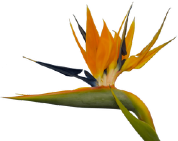 Bird Of Paradise Clipart Paradise Plant , Png Download - Birds Of Paradise Png (592x467)