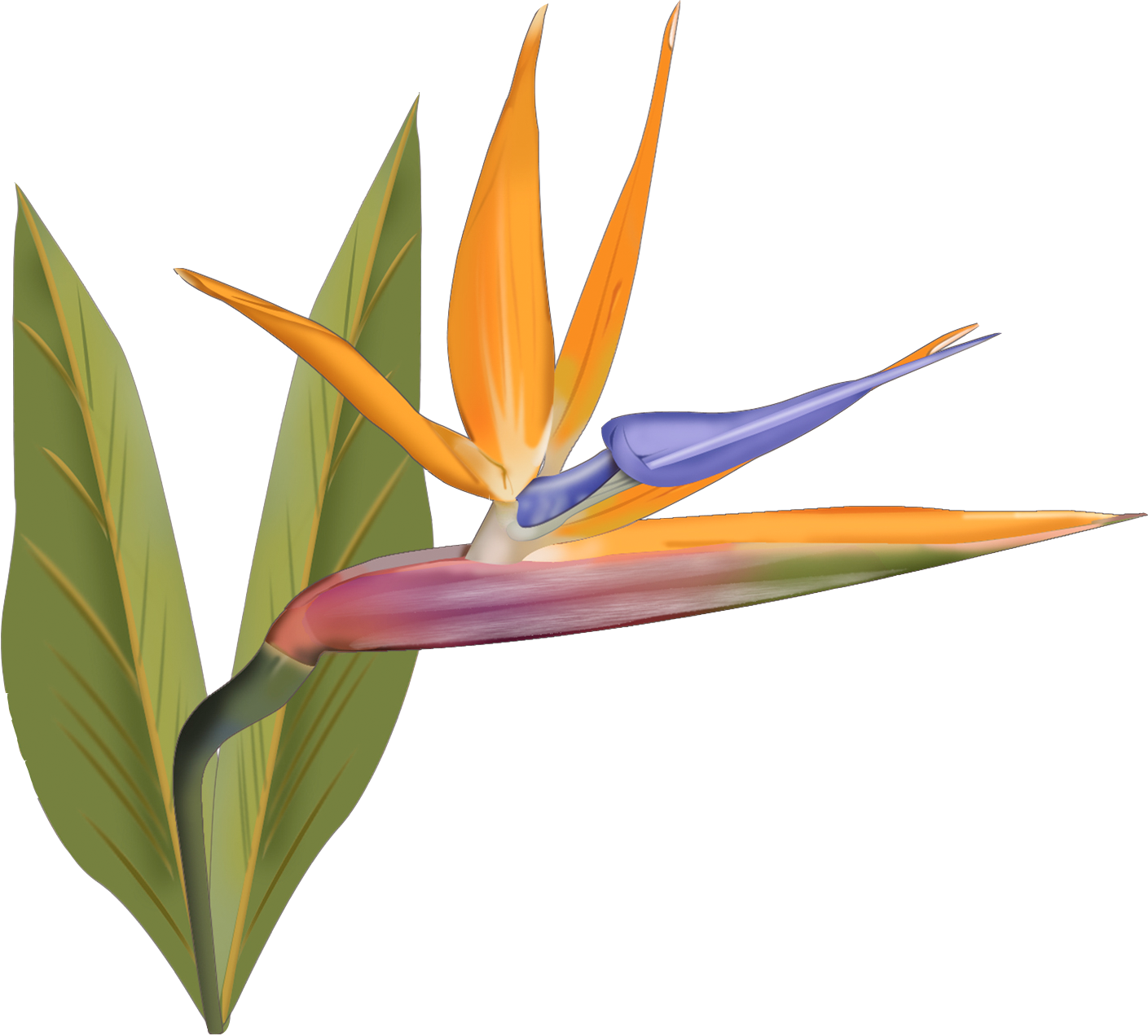 Lehua Flower Clipart - Bird Of Paradise (1409x1272)