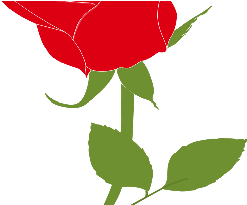 Graphic Library Collection Of Free Leaf Download On - Garden Roses (508x405)