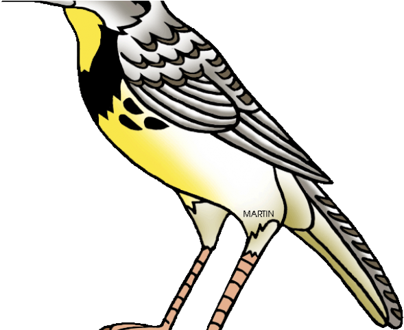 Bird Clipart Meadowlark - Oregon State Bird Cartoon (640x480)