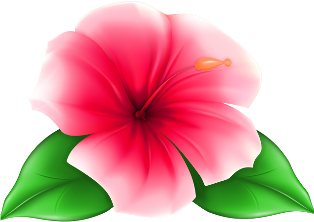 Hawaii Clipart Hawaiian Floral - Transparent Background Flower Clipart (640x480)