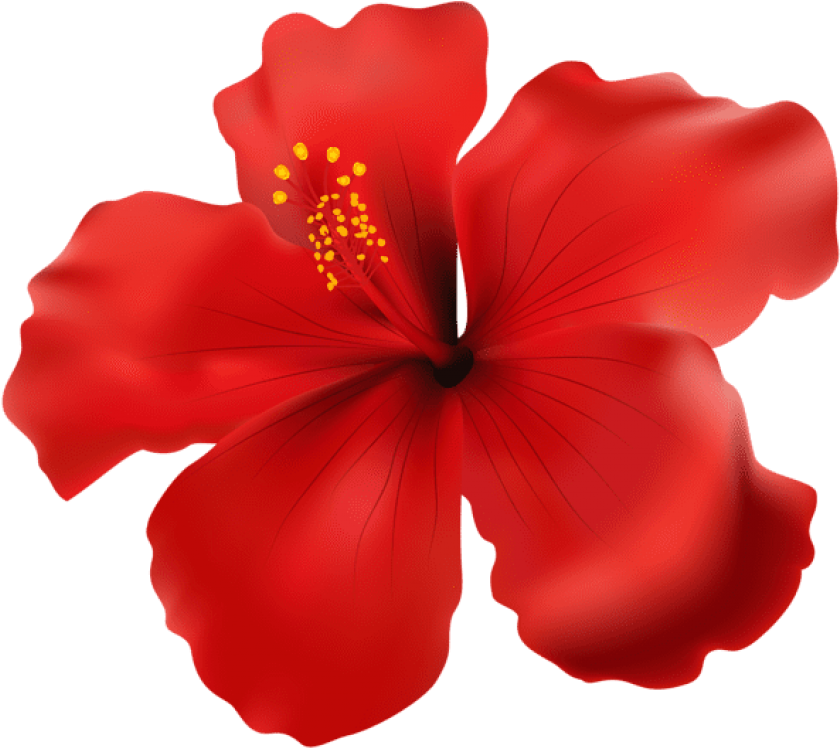 Download Red Png Images - Hibiscus Rose Png (850x758)