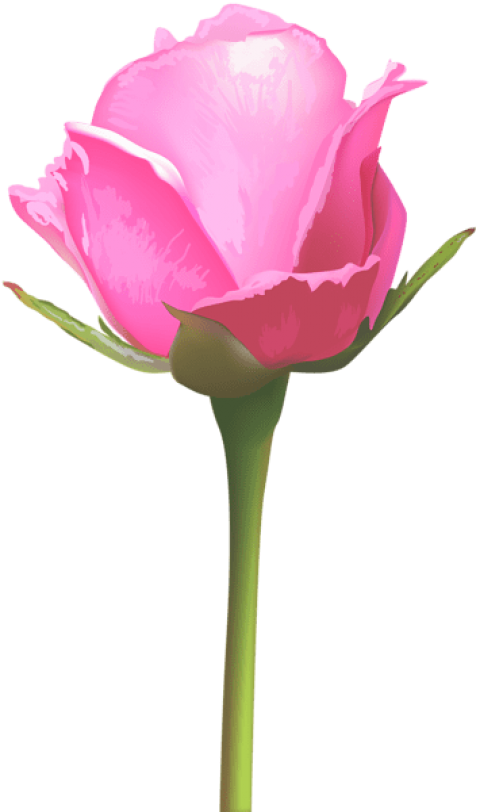 Free Png Download Single Pink Rose Png Images Background - Single Stem Pink Rose Png (480x812)