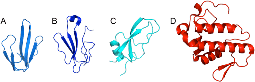 A) Short Neurotoxin 1 From D - A) Short Neurotoxin 1 From D (850x281)