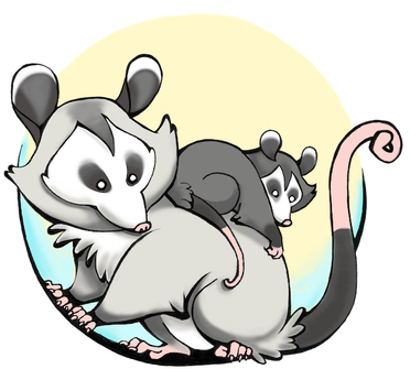 Moon Possum By Pippinincarnate - Opossum Deviantart (377x350)