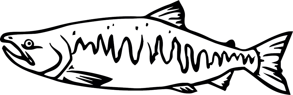 Salmon Drawing Cartoon - Pacific Salmon Black And White (1000x326)
