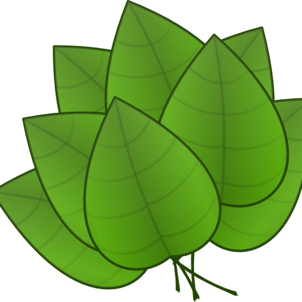 Jungle Leaves Clipart Jungle Leaves Clipart Free Jungle - Parts Of The Plants Leaf (1024x1024)