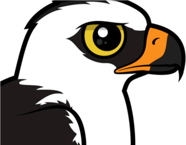 South America Clipart Tropical Bird - South America Clipart Tropical Bird (617x481)