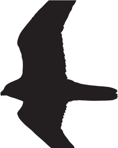 Prairie Falcon Clipart Dove - Seabird (640x480)