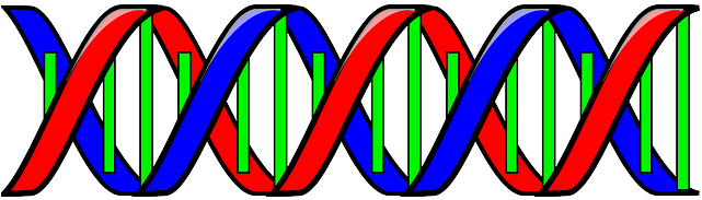 Double Helix Clip Art (640x320)