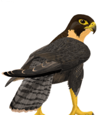Picture Library Falcon Clipart Free - Peregrine Falcon Clipart Transparent (480x480)