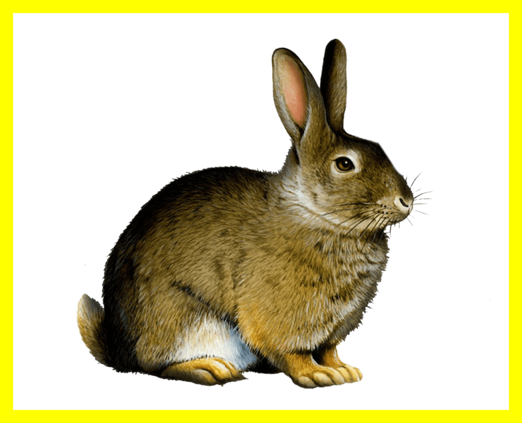 Appealing Easter Bunny Rabbit Clip Art Png Image Pict - Printable Real Animal Flash Cards (1051x851)