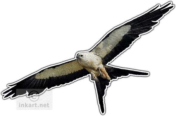 Swallow-tailed Kite Decal - Swallow Tailed Kite Logo (590x388)