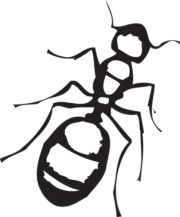 Legs Clipart Ant - Ant Clip Art Black And White (598x720)