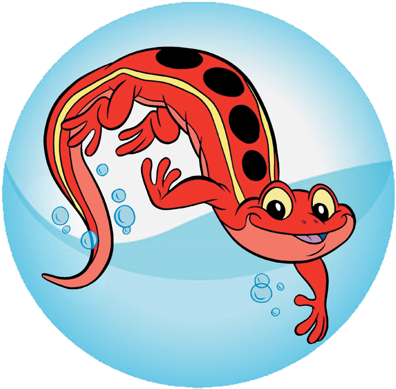 Lessons Deer Lake Recreation Salamander Ⓒ - Red Cross Salamander (1080x1080)