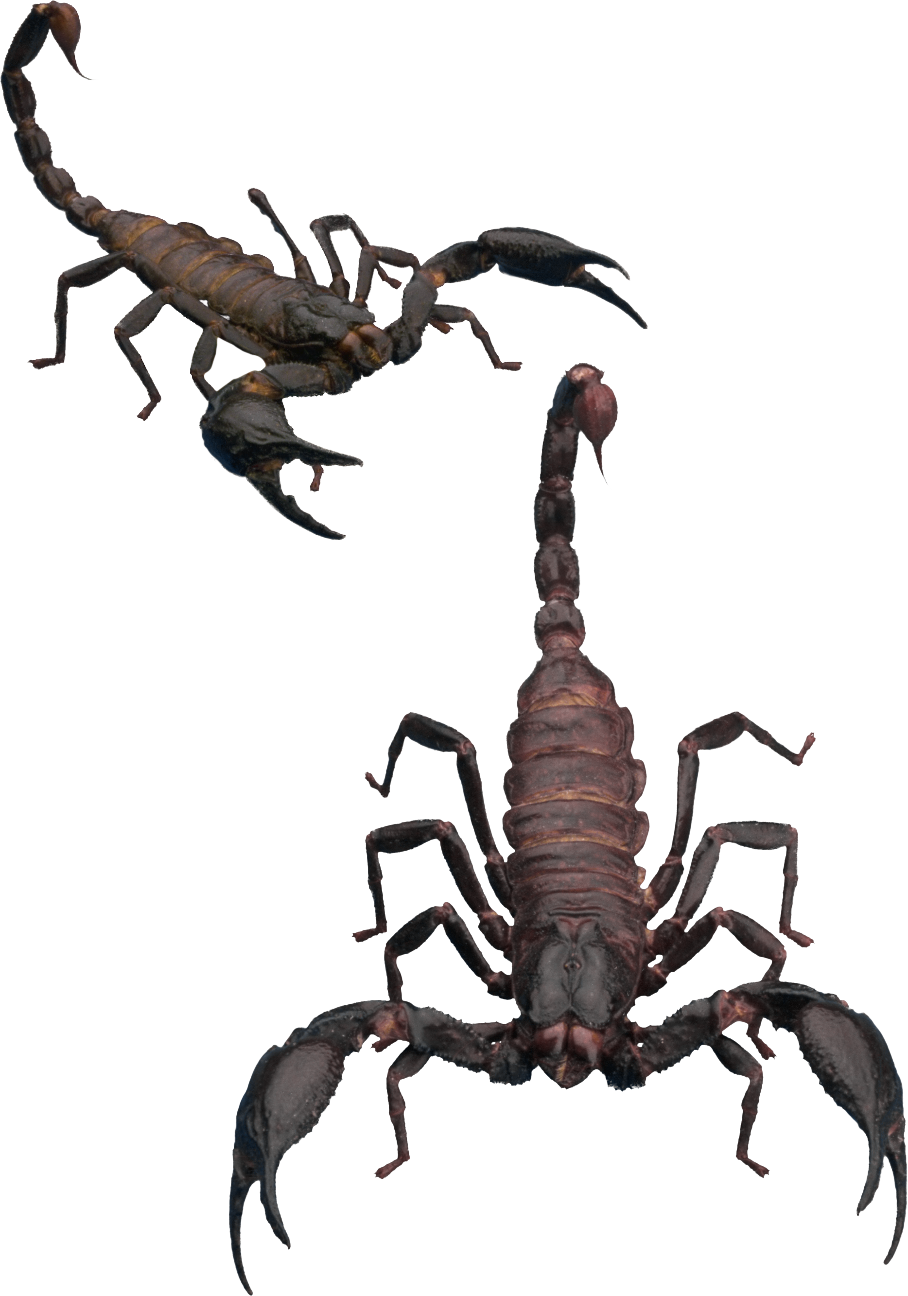 Scorpion Png - Scorpion Clipart (1868x2666)