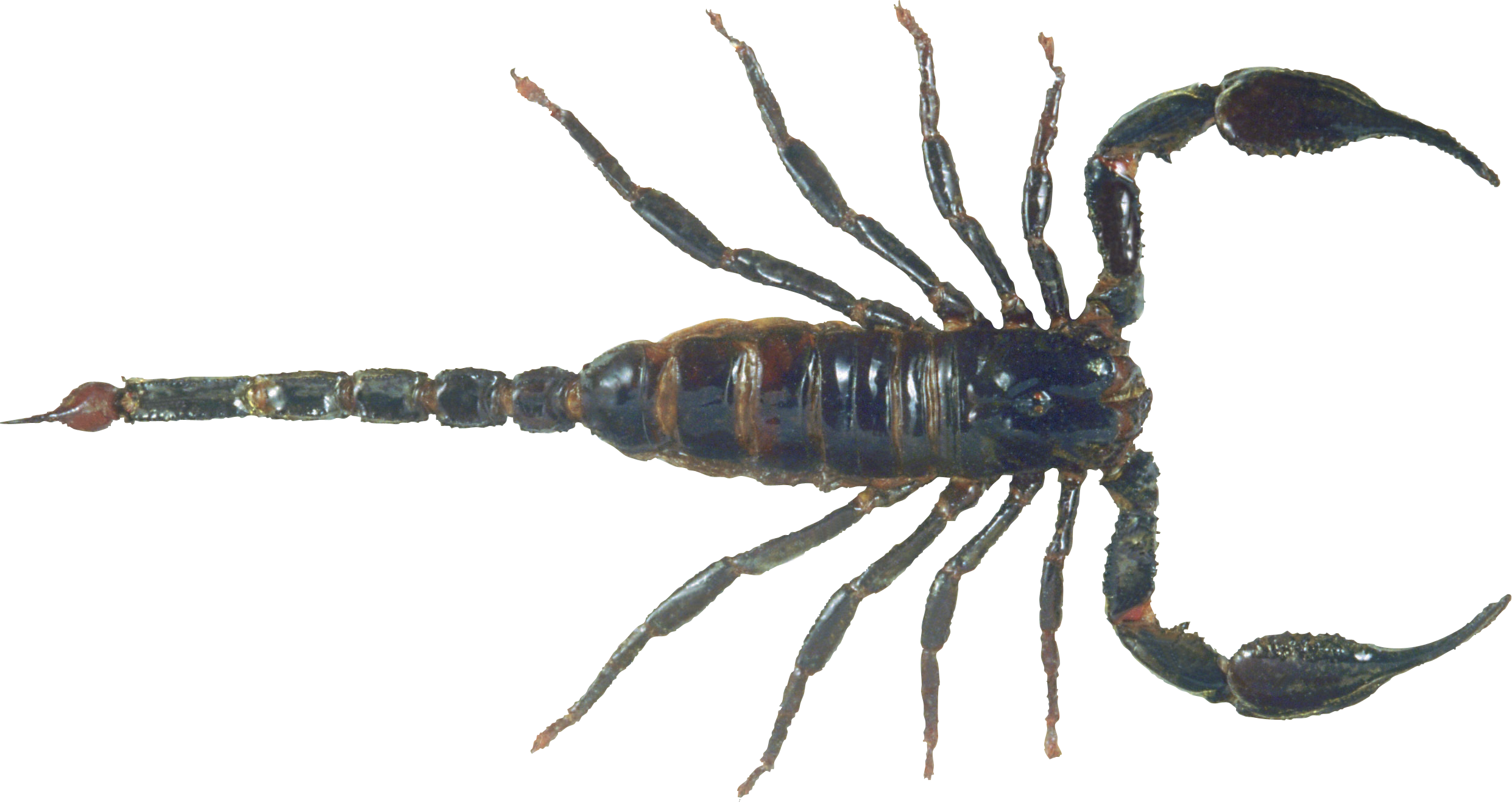 Scorpion Png - Scorpion Png (2482x1316)
