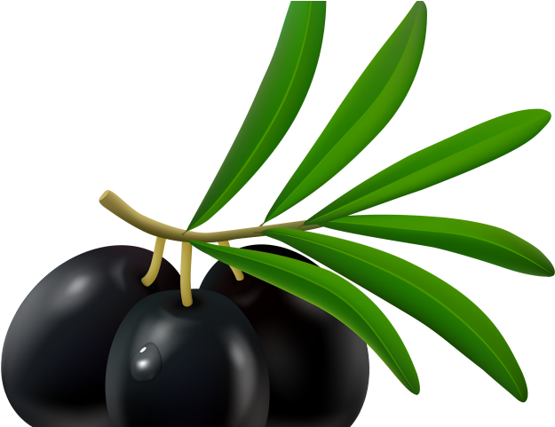Olive Clipart Black Plum - Olive (640x480)
