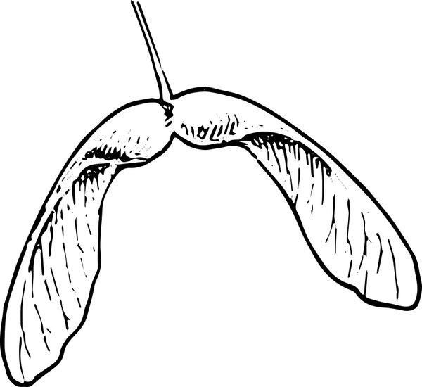 Collection Of Maple High Quality Free Ⓒ - Maple Seed Clipart (600x550)