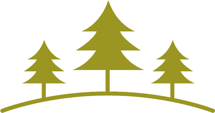 Evergreen Apartments Has Undergone A Major Facelift - Christmas Tree (1024x575)