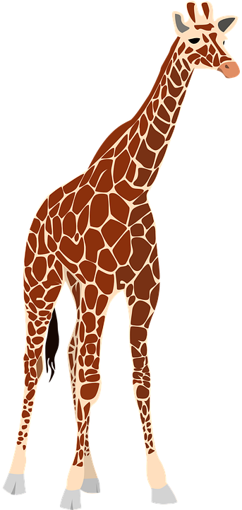 Real Giraffe Clip Art (360x720)