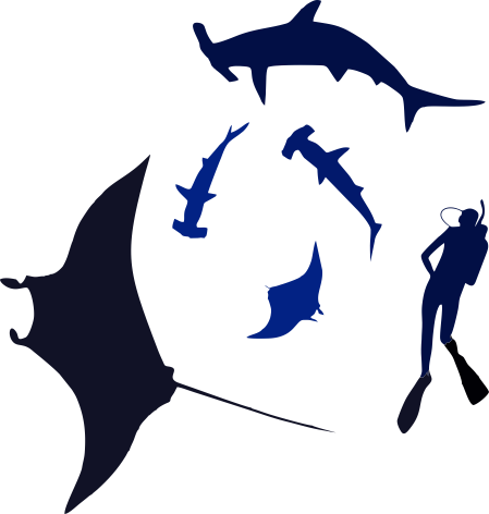 Scuba Diving In Maldives - Shark (449x472)