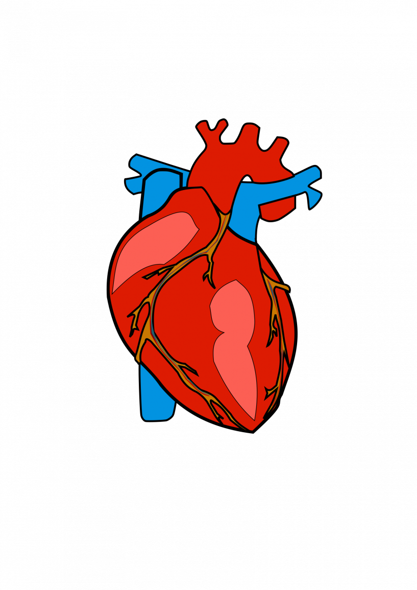 Body Heart Clipart - Small Picture Of Human Heart (817x1155)