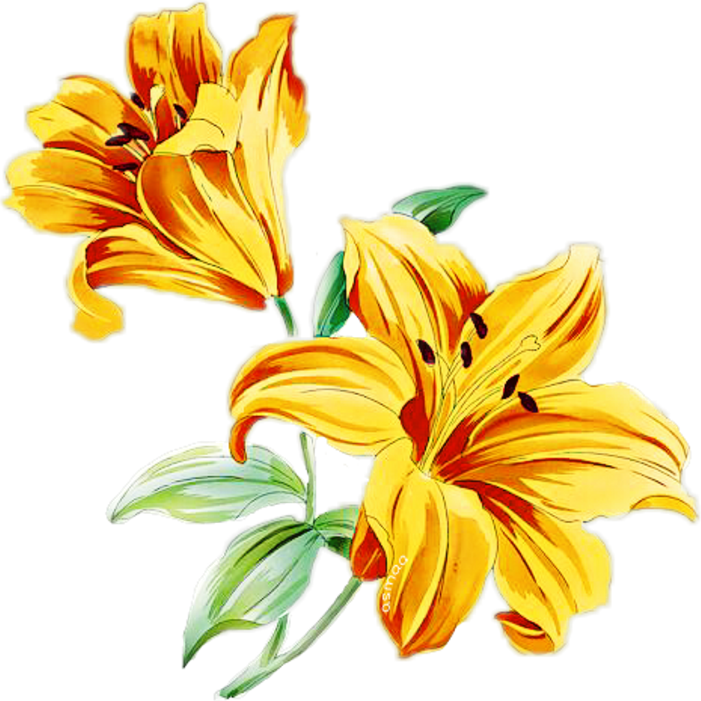 Flowerbranch Flowercrown Rosesarebeautiful Yello Lily - Yellow Flower Background Png (1024x1024)
