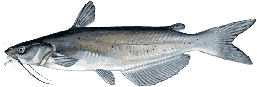 Walleye Clip Art - Catfish Png (900x411)