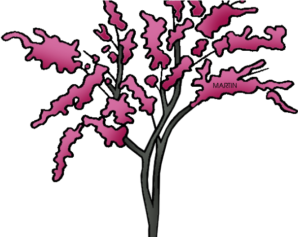 State Of Oklahoma Clipart - Oklahoma State Tree (640x480)
