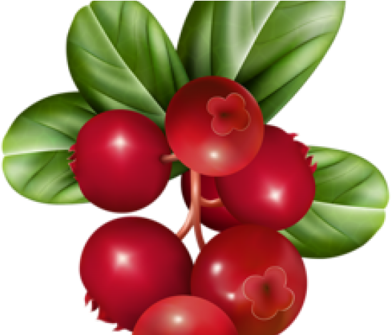 Cranberry Relish Clipart Holly Berry - Transparent Cranberries Clip Art (640x480)