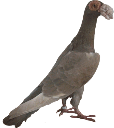 English Carrier Pigeon Standard (379x425)