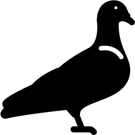 Group - Pigeon Homing - Pigeons And Doves (522x450)