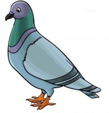 Pigeon Drawing Step By Step (352x365)