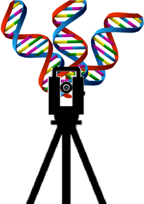 Ray Surveyor Enables Comparison Of -genomes From Different - Ray Surveyor Enables Comparison Of -genomes From Different (552x678)