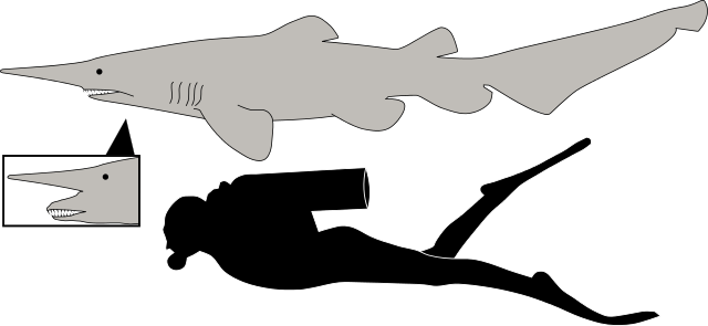 640 X 295 4 - Goblin Shark Compared To Human (640x295)
