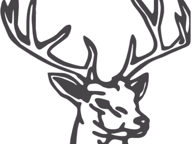 Elk Clipart Line Drawing - Draw A Deer Head (640x480)