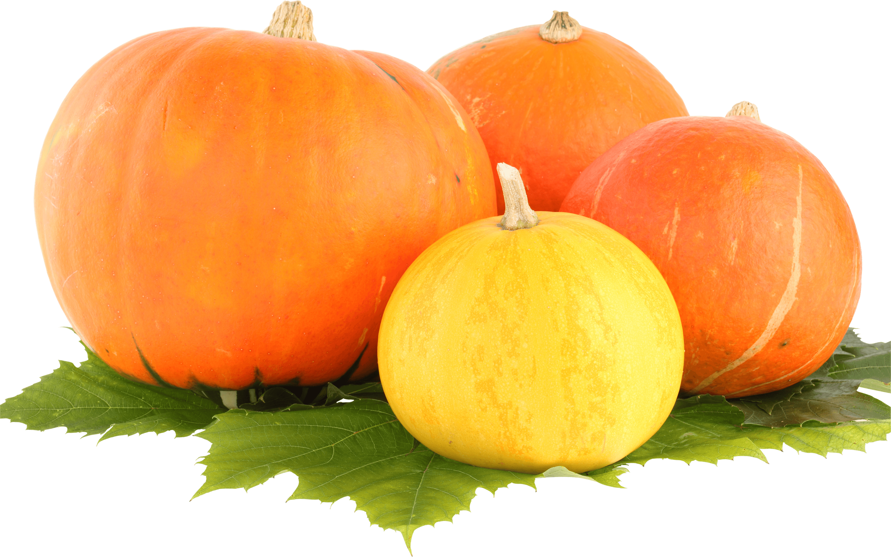Group Pumpkin Clip Art Transparent Background - Pumpkins Png (3000x1874)