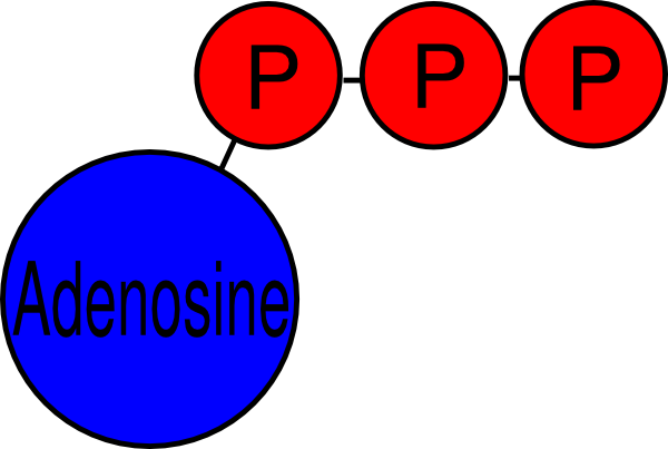 Atp Clipart (600x403)