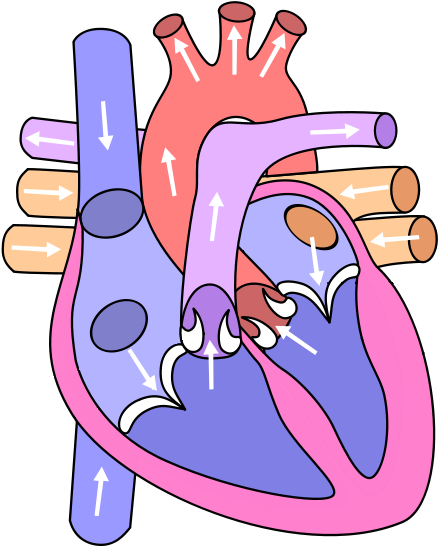 Blank Heart Clipart - Circulatory System Heart Diagram (2000x2000)