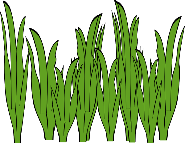 Grass Clipart - Seagrass Clipart (600x464)