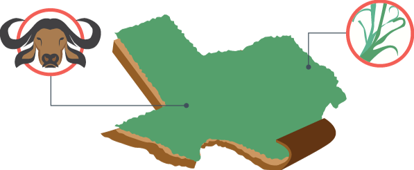 Even In Texas It Is Commonly Found From The Southern - Buffalo Grass (597x246)