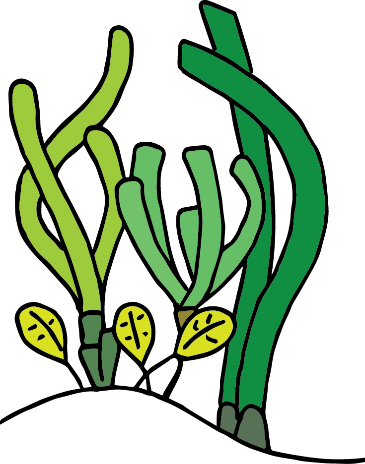 Seagrass Png (735x936)